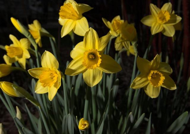 Images of yellow daffodils.JPG