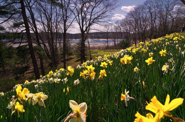 Natural garden full of yellow and white daffodils images.JPG