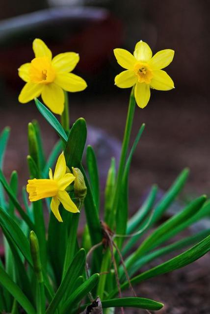 Small spring flowers in bright yellow daffodils photos.JPG
