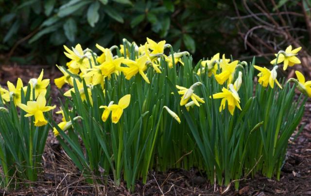 Spring flowers garden pictures of yellow daffodils.JPG