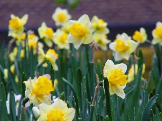 Spring garden flowers in white yellow daffodils pictures.JPG