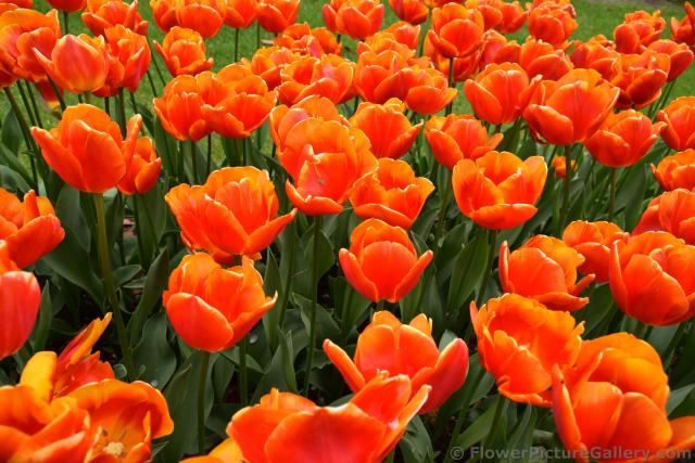 Sri Chinmoy Tulips in Bright Orange @ Keukenhof.jpg