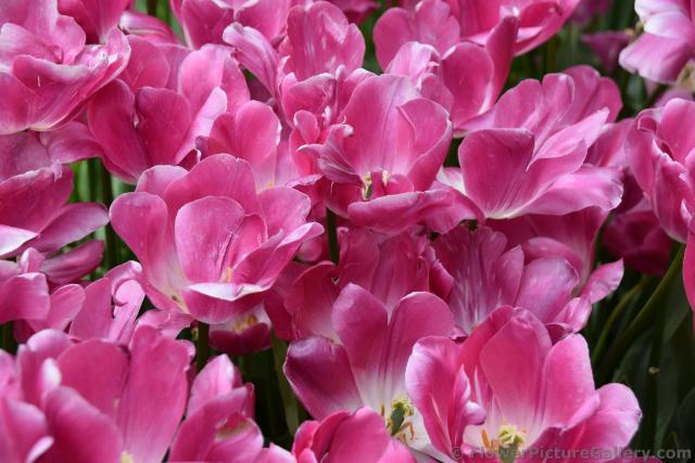 Preludium Pink Tulips @ Keukenhof.jpg