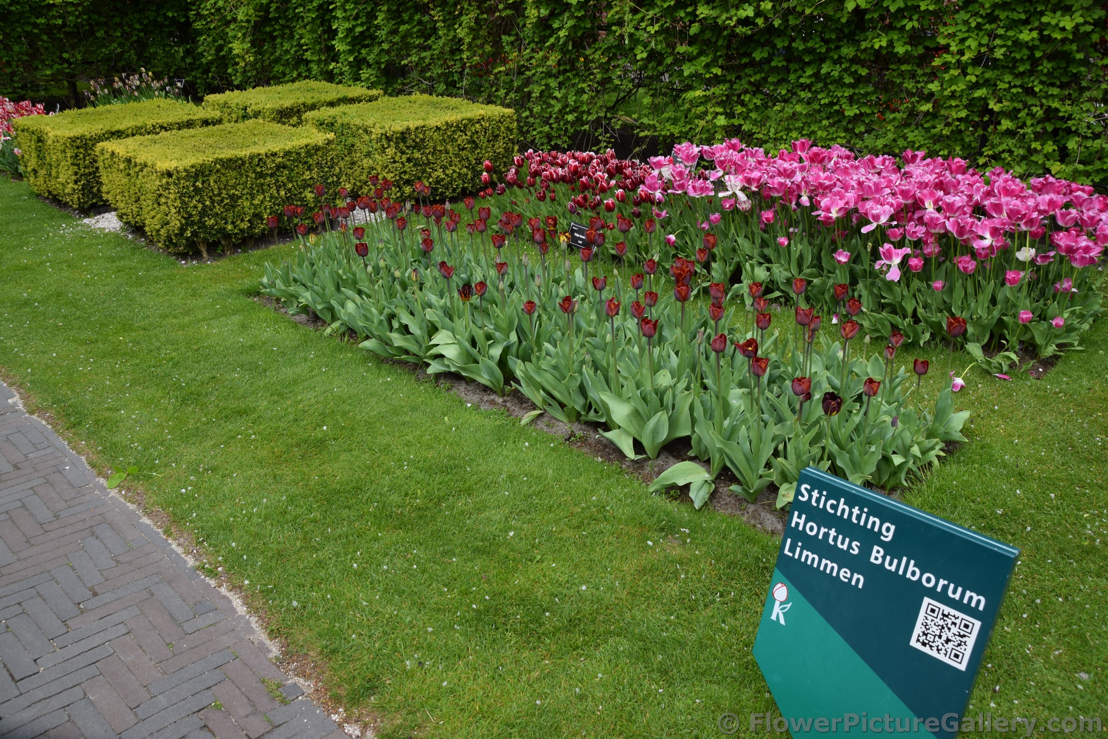 James Wild Tulips @ Keukenhof Gardens.jpg