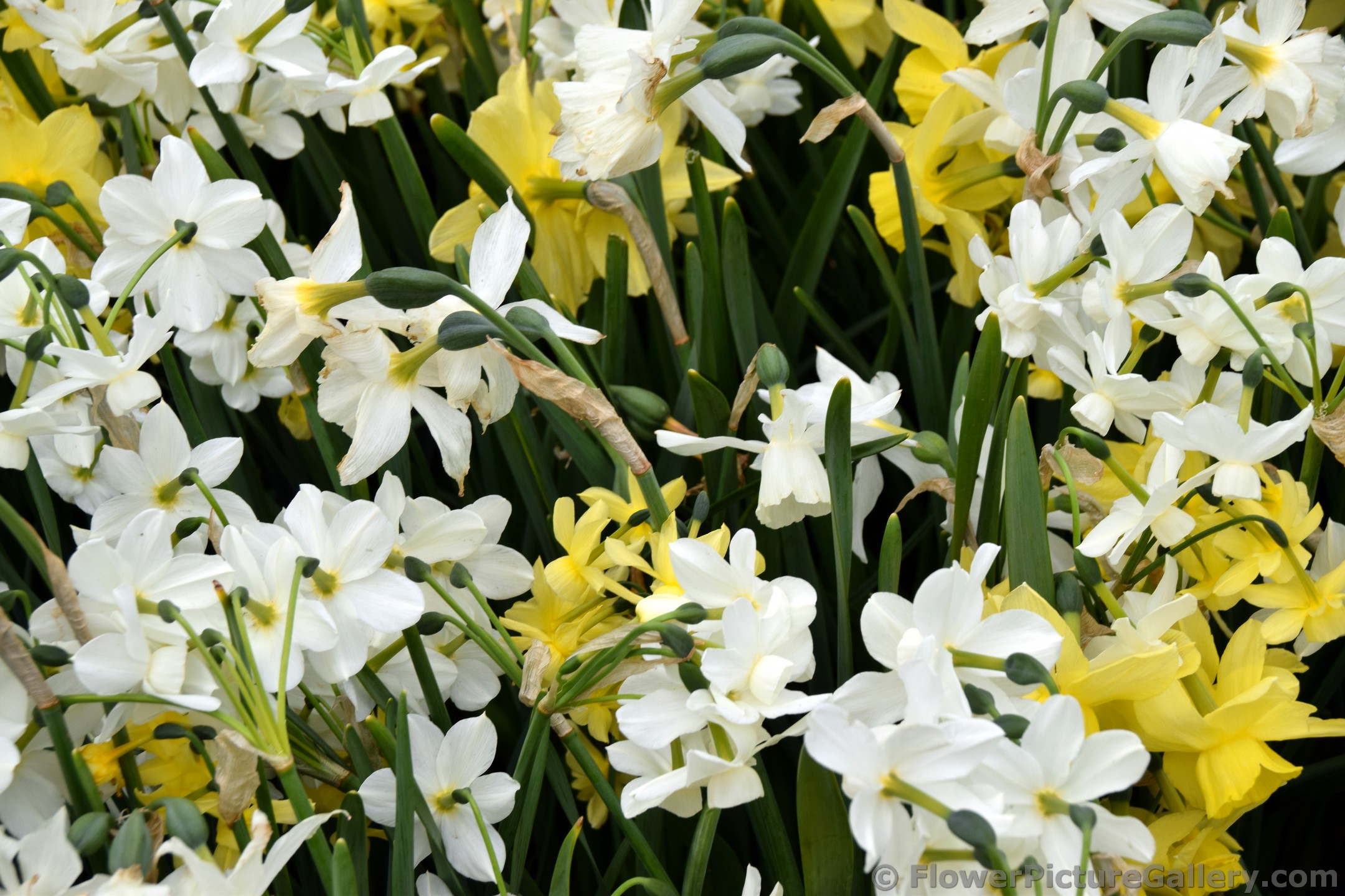 Group of Triandrus Narcissus Daffodils @ Keukenhof.jpg
