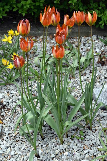 Schrenkii Orange Tulips @ Keukenhof.jpg