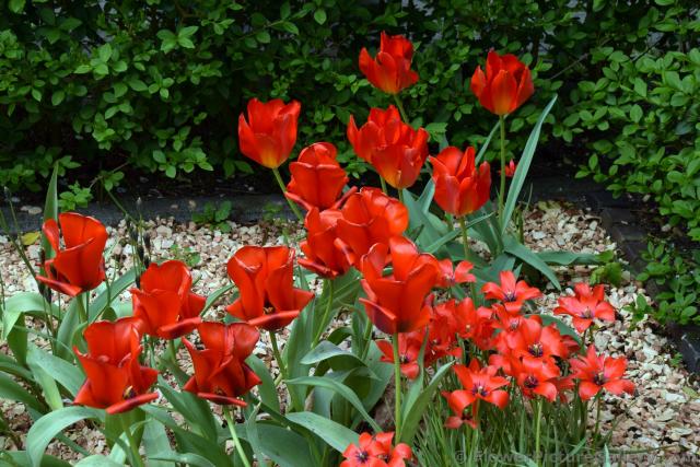 Red Linifolia Tulips @ Kenkenhof.jpg