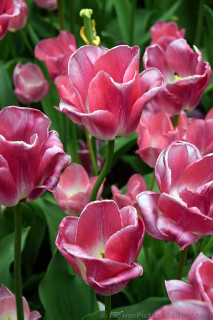 Dynasty Triumph Tulips of Keukenhof Gardens.jpg