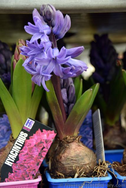 Purple Hyacinth for Sale @ Keukenhof.jpg
