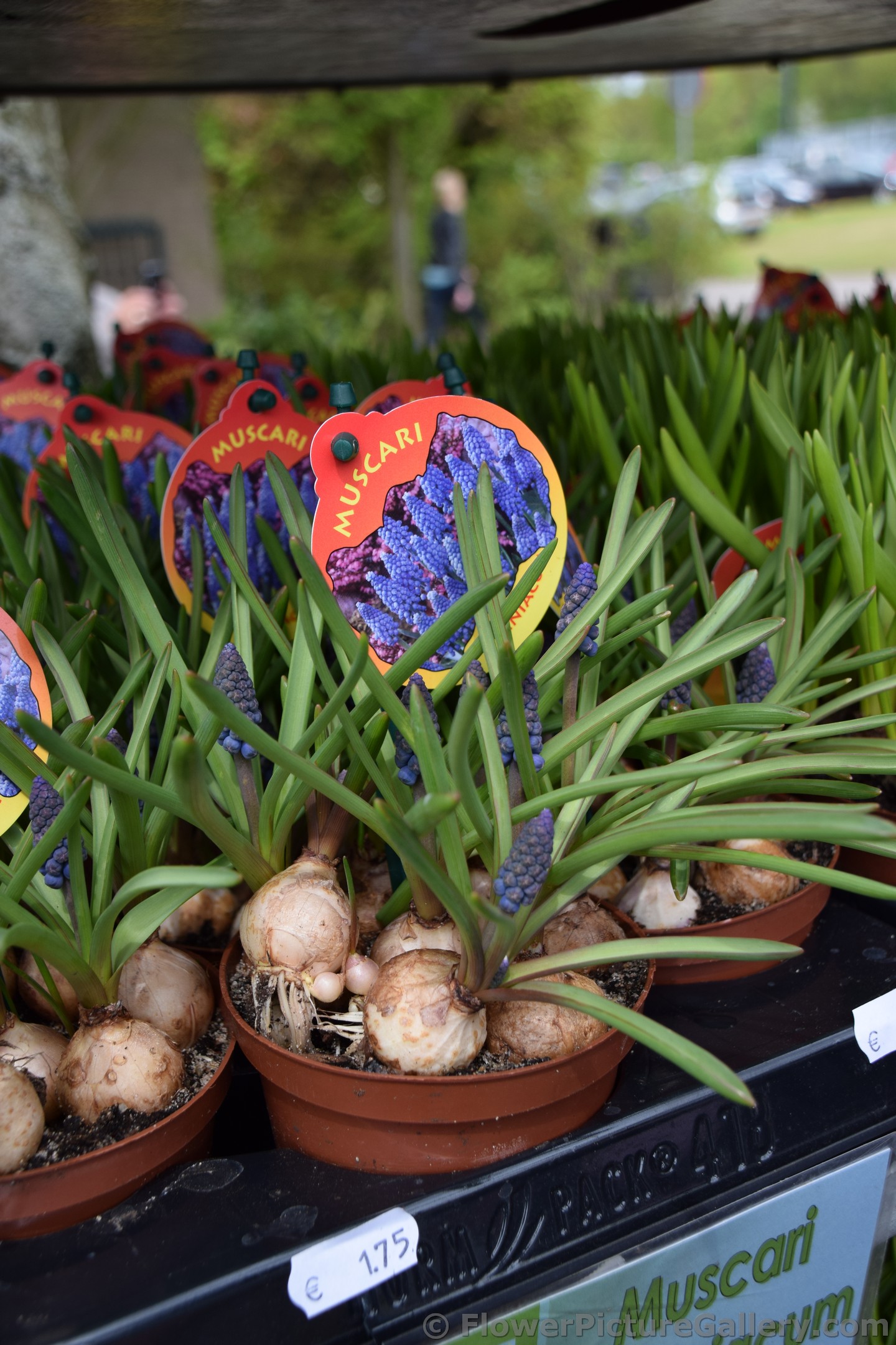 Muscari Bulbs for Sale @ Keukenhof.jpg