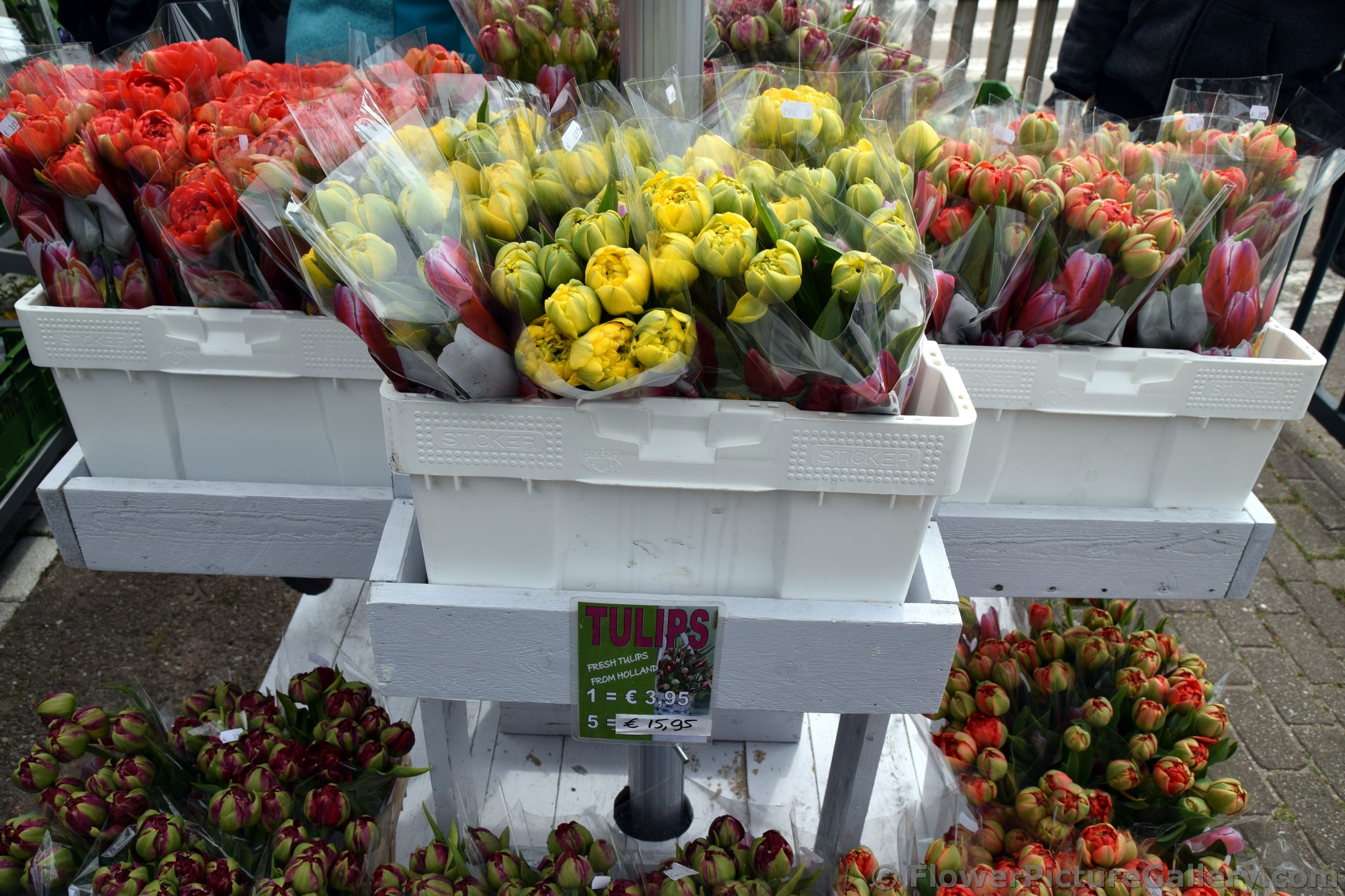 Tulips for Sale @ Keukenhof Gardens.jpg