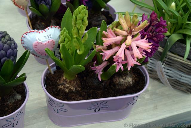 Cute Floral Arrangement with Pot for Sale @ Keukenhof.jpg