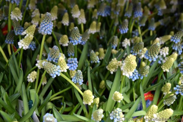 White and Blue Muscari Mix for Sale @ Keukenhof.jpg