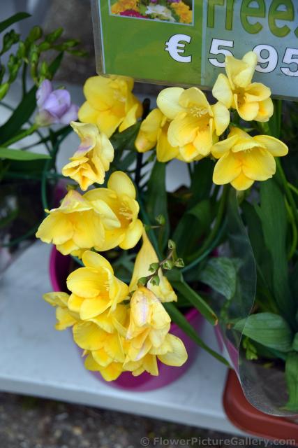 Yellow Freesia Flowers for Sale @ Keukenhof.jpg