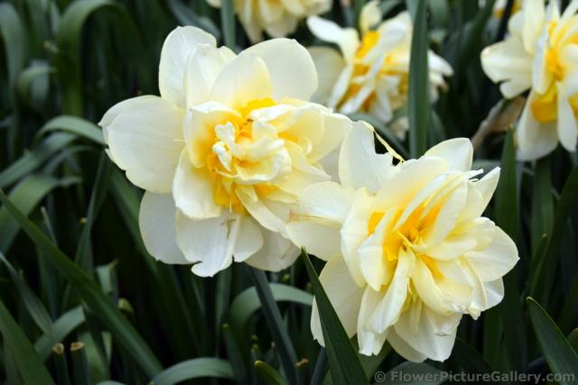 Double Daffodil in White from Holland.jpg
