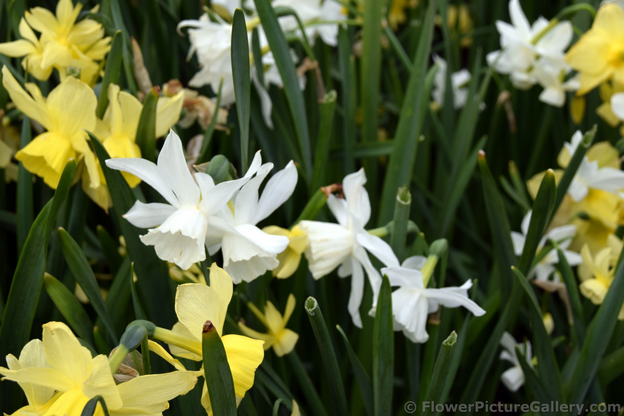 Triandrus Daffodils in White and Yellow.jpg