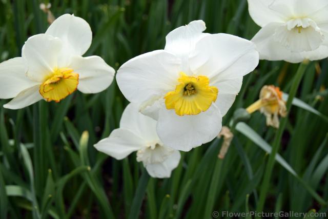 White Small Cupped Daffodils Kleinkronige Narcis (Close-Up).jpg