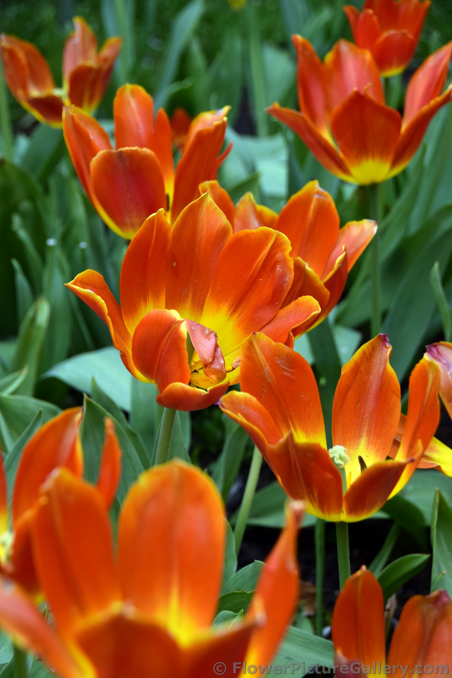Duc van Tol Salmon Tulips.jpg