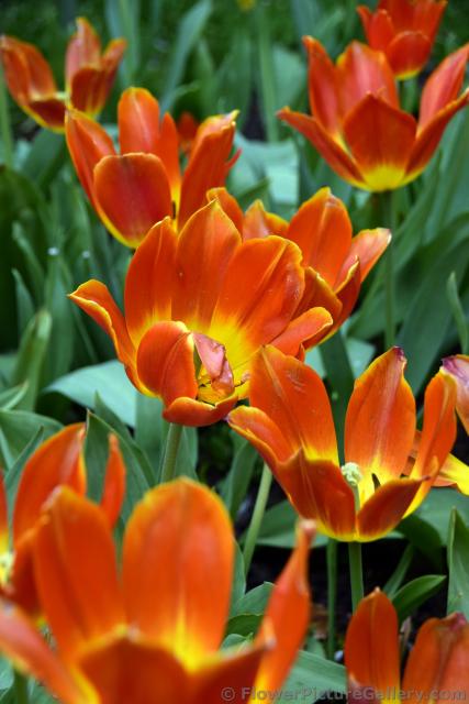 Duc van Tol Salmon Tulips.jpg