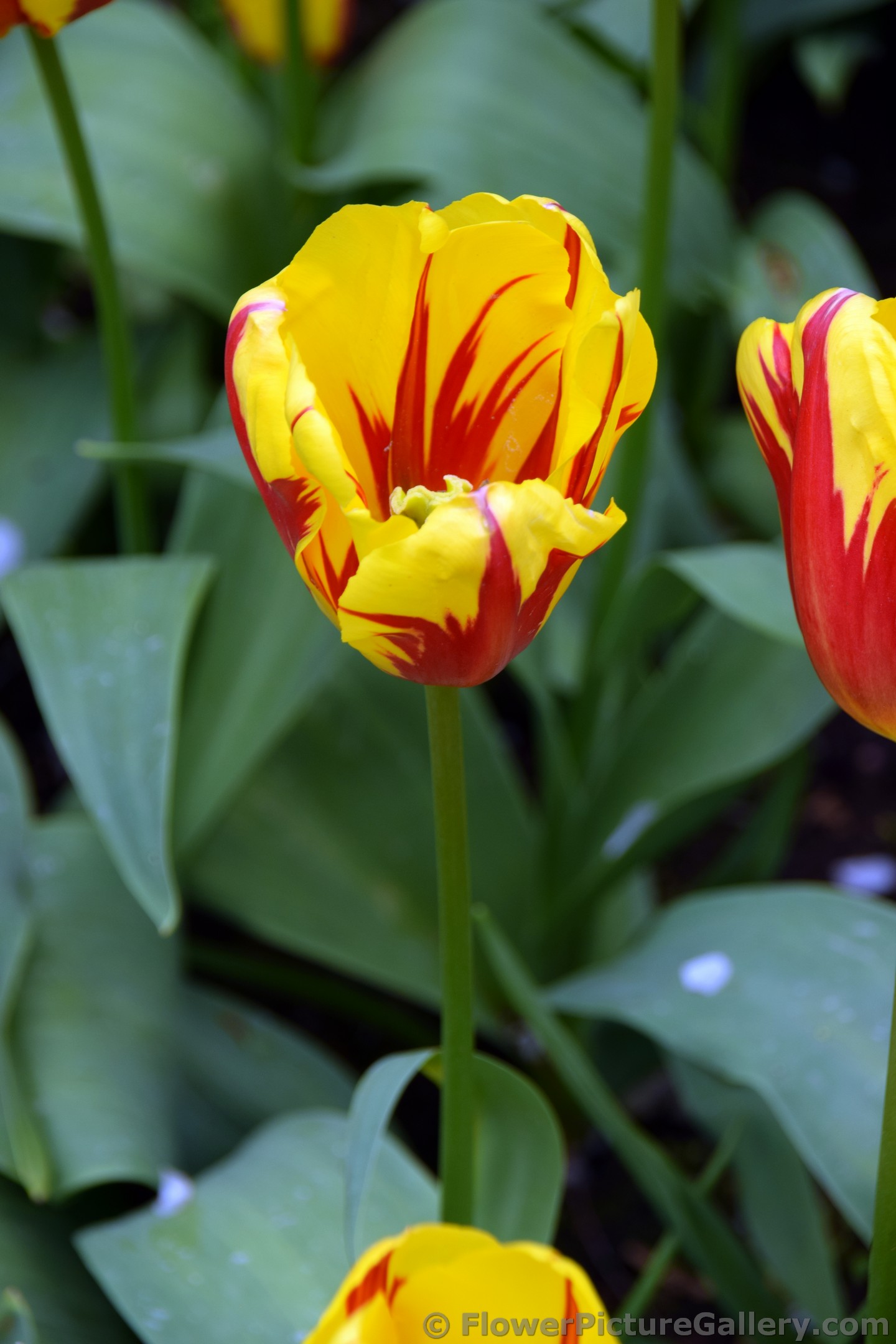 Mrs Ellen Moore Tulip EVT (Close Up).jpg