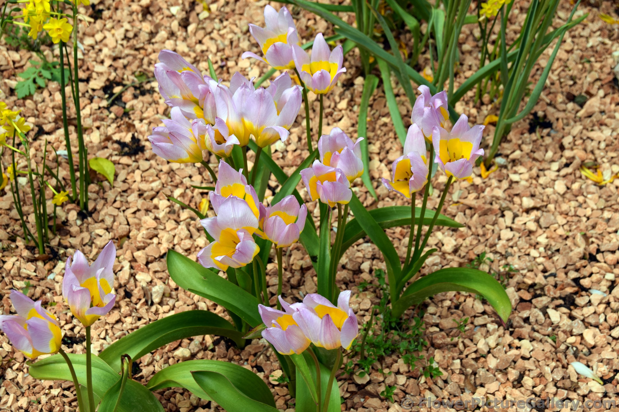 Saxatillis Tulips in Light Pink & Yellow Flowers.jpg