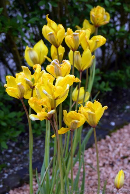 Sylvestris Tulips in Yellow from Europe.jpg