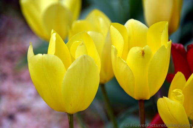 Yellow Tulips (Close-Up).jpg