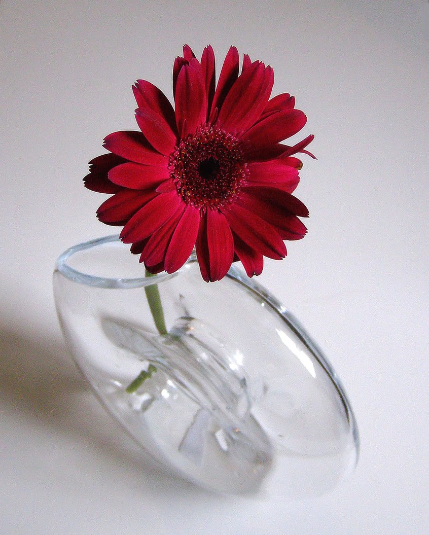 dark Gerbera in glass vase.jpg