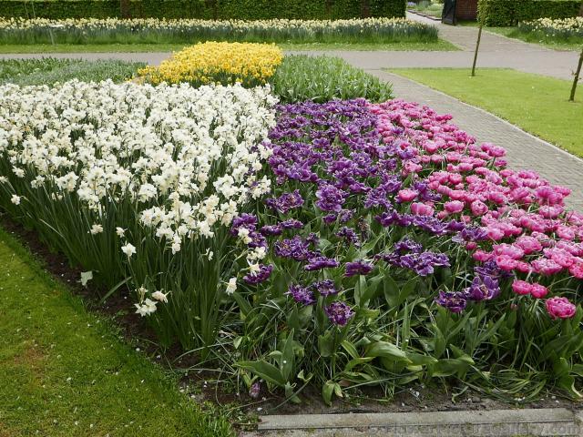 White Purple & Pink Flowers Garden of Keukenhof.jpg