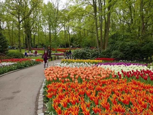 Flaming Red and Light Orange Tulip Gardens @ Keukenhof.jpg