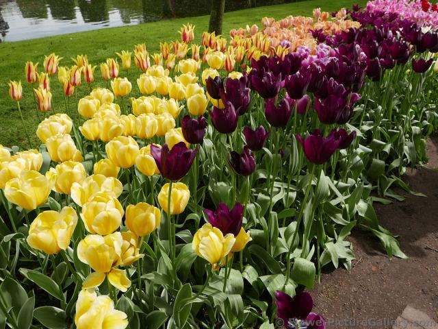 Dark Purple Tulips Intermixed with Yellow Ones @ Keukenhof.jpg