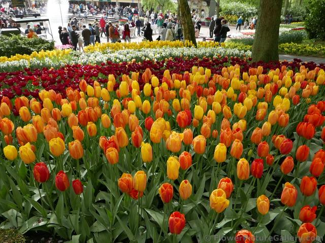 Orange and Red Tulips near the Keukenhof fountain.jpg