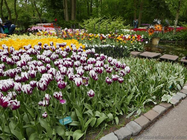Rem's Favourite Tulips in Purple and White.jpg