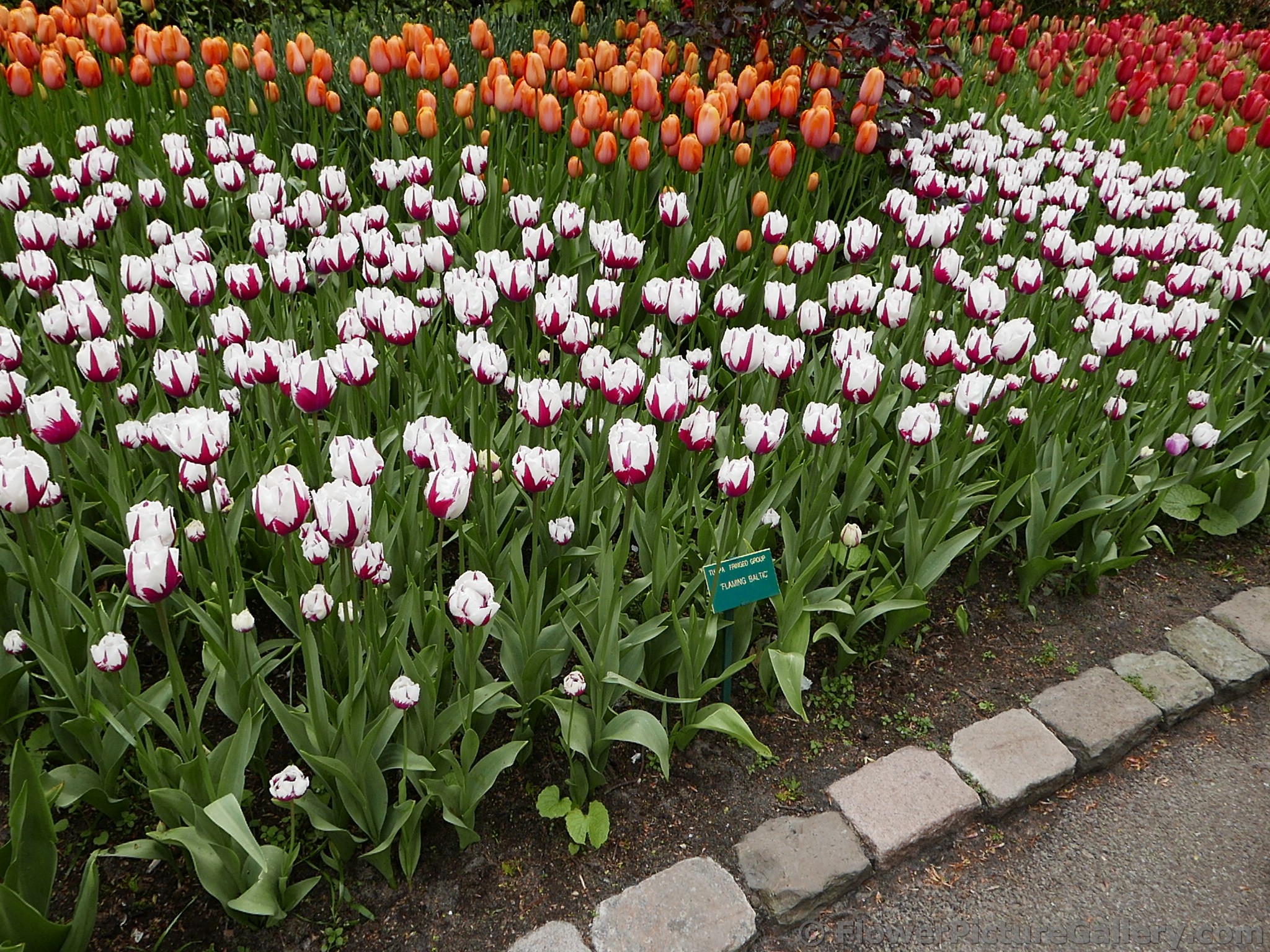 Flaming Baltic Tulips in White and Red.jpg