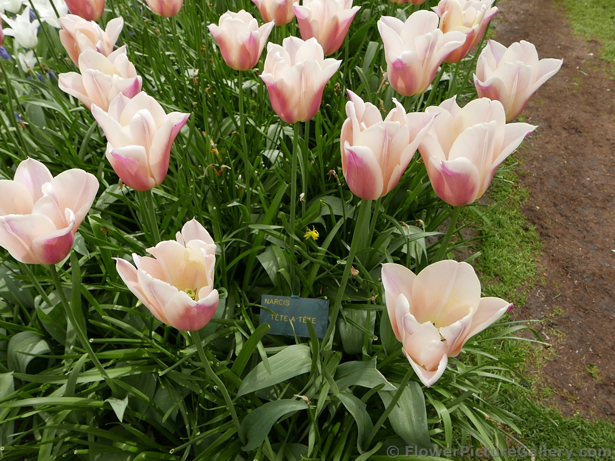 Narcissus Tete-a-Tete Daffodil in Light Pink.jpg