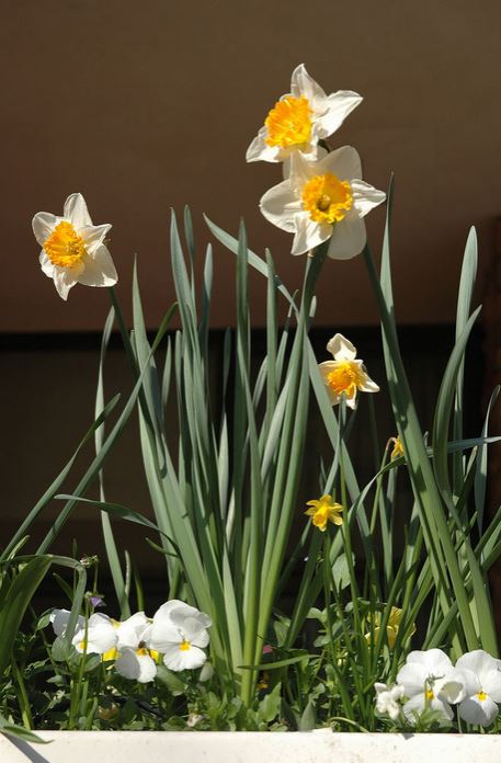 Tall daffodil flowers in pots pictures.JPG