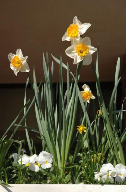 Tall daffodil flowers in pots pictures.JPG