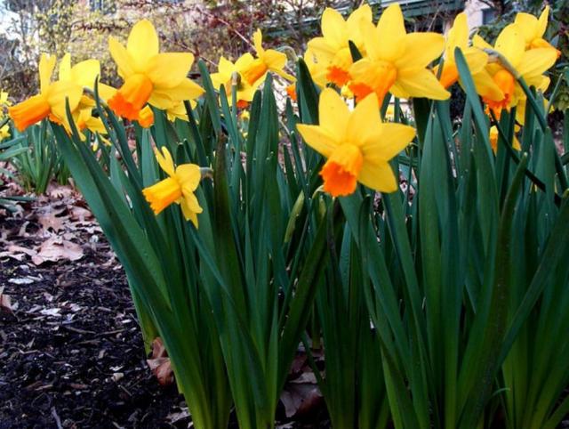 Tall daffodils pictures.JPG
