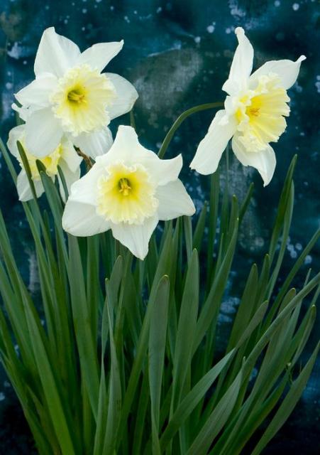 Tall white daffodils pictures.JPG