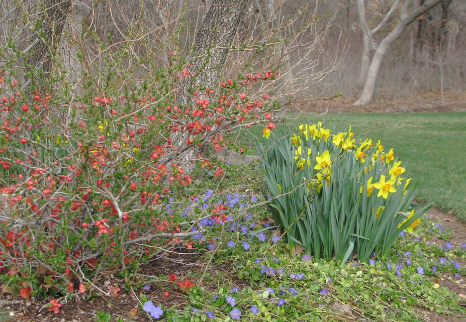 Tall winter flowers pictures of yellow daffodils.JPG
