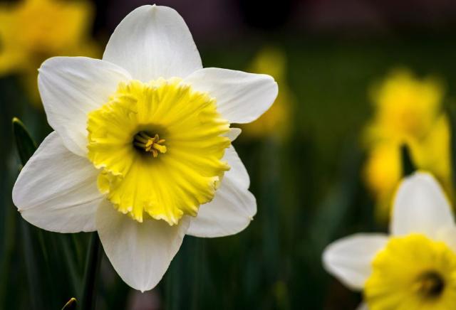 Two toned flowers pictures of daffodils.JPG