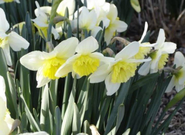 White daffodil flowers pictures.JPG