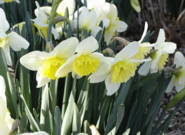 White daffodil flowers pictures.JPG