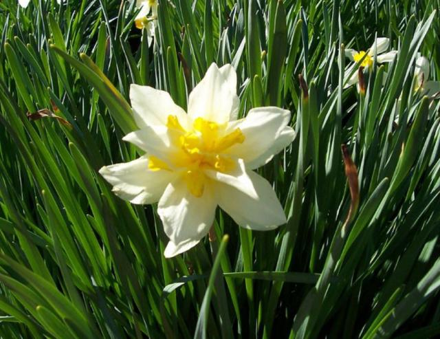 White daffodils blooming in spring.JPG