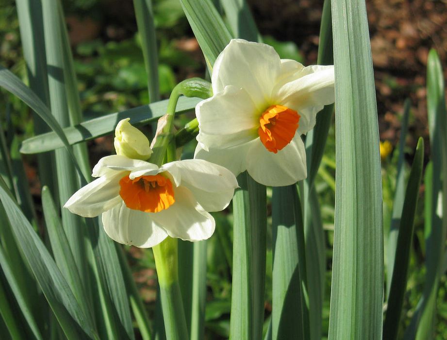 White daffodils flowers with orange yellow centers images.JPG