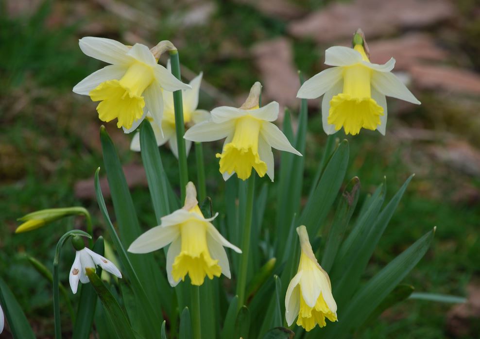White daffodils photos.JPG