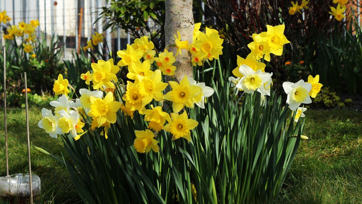 Spring garden pictures of white daffodils and yellow daffodils.JPG