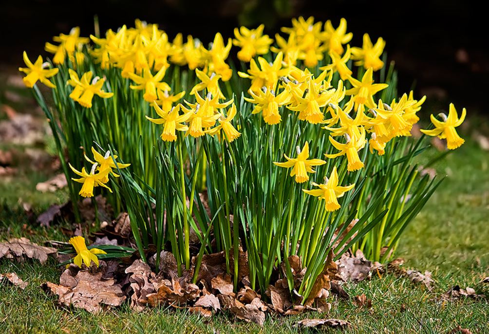 Spring tall daffodils photos.JPG