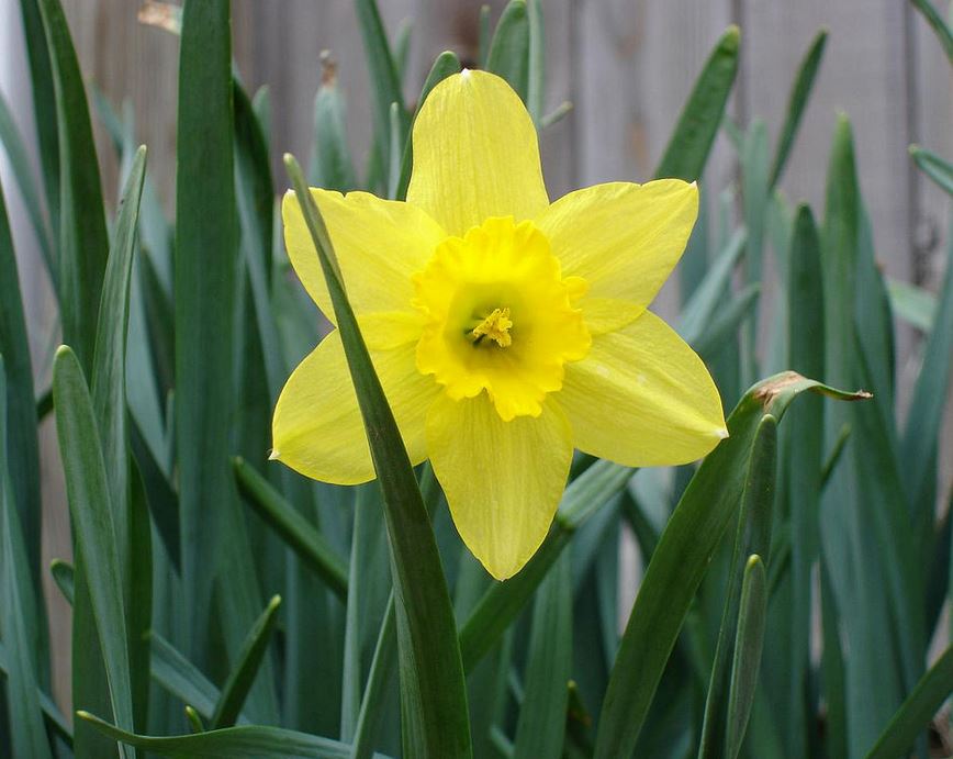 Star look alike flowers picture of daffodils in bright yellow.JPG