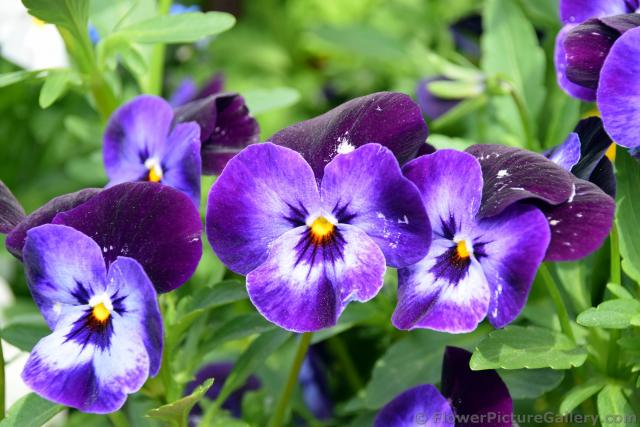 Purple Pansie Flowers with yellow Center from Schwerwin Germany.jpg
